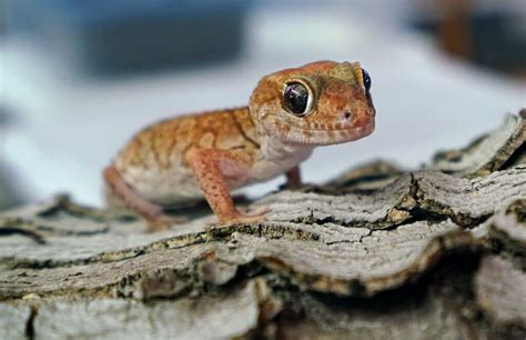 Pet gecko lifespan. Things To Know About Pet gecko lifespan. 